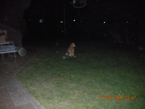 dog at night with 'night' mode