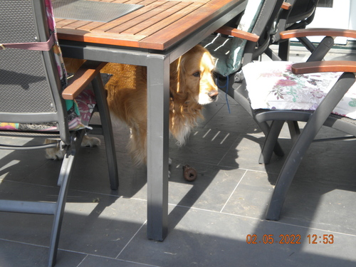 dog under the table