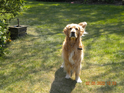 dog standing outside