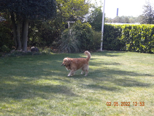 dog in the garden