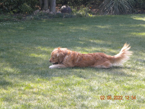 dog laying in grass