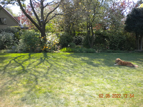 garden with dog