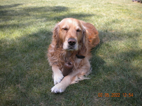 dog laying in grass with eyes closed (very cute)