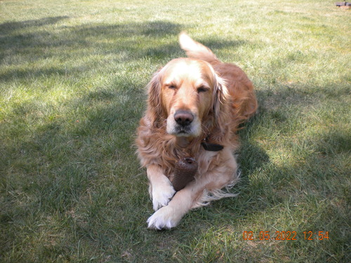 dog laying in garden