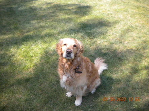 dog sitting in garden