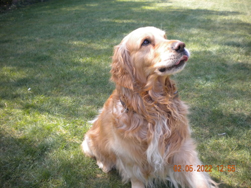 dog sitting in garden 2