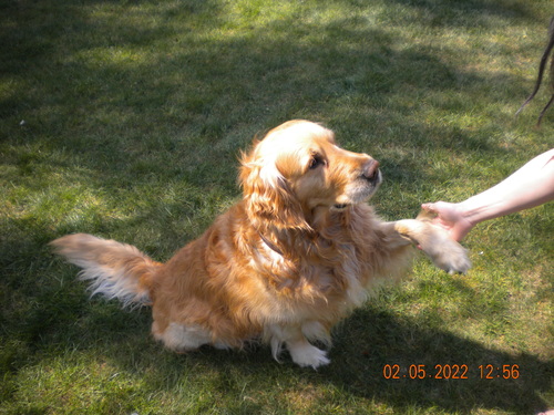 dog giving paw to gf (good boy)