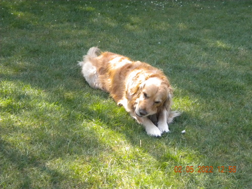 dog chompin' on his toy (also very cute)