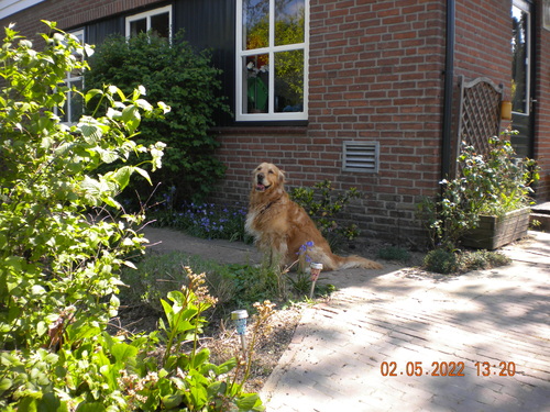 dog in front of house